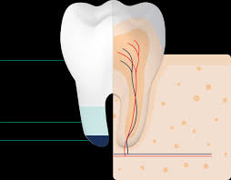 Émail des dents : protection